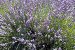 azienda-sensi-campo-lavanda