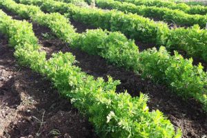 azienda-sensi-lenticchie