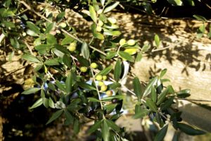 azienda-sensi-olive-verdi