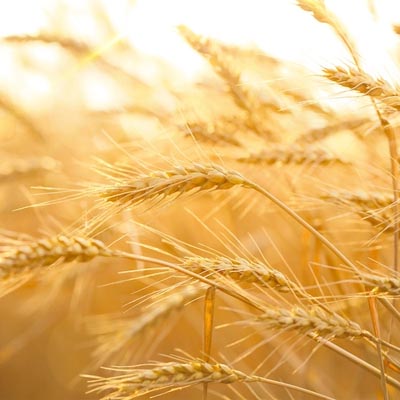 azienda-sensi-prodotti-grano